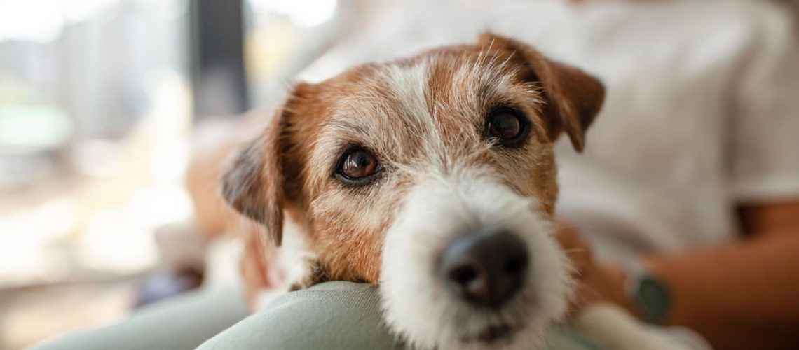 Owner with dog in household.